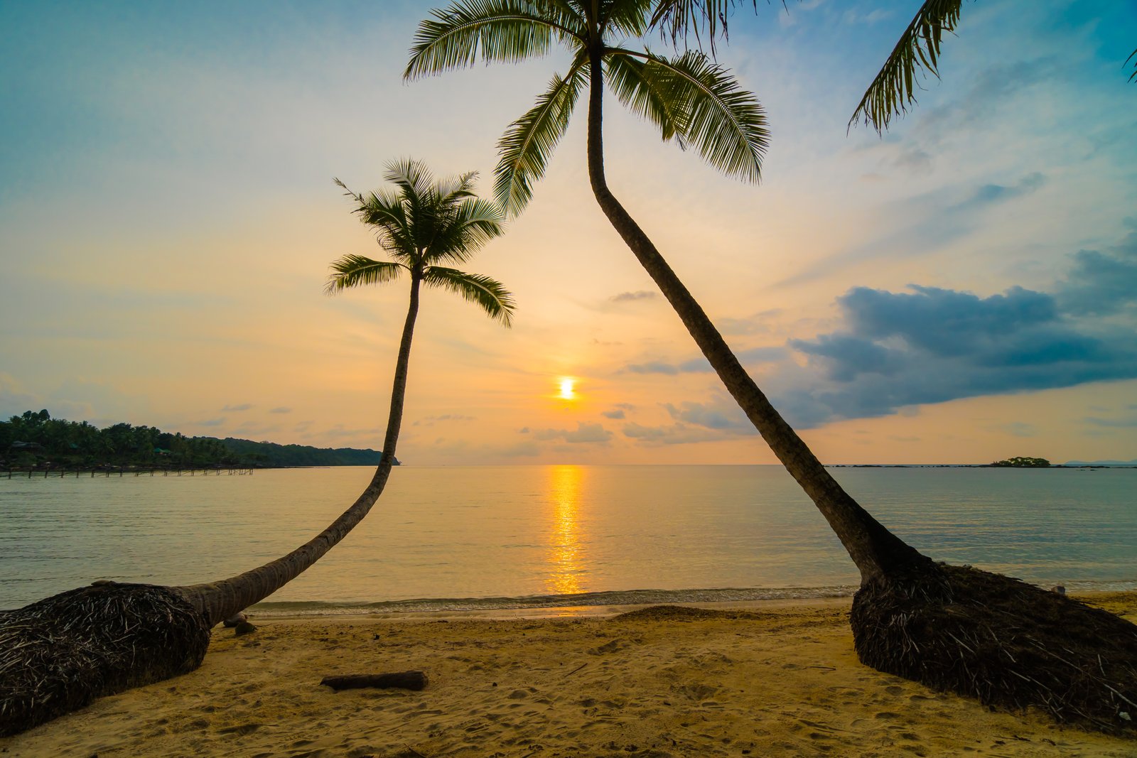 Plage de sable doré et cocotiers à Mirissa