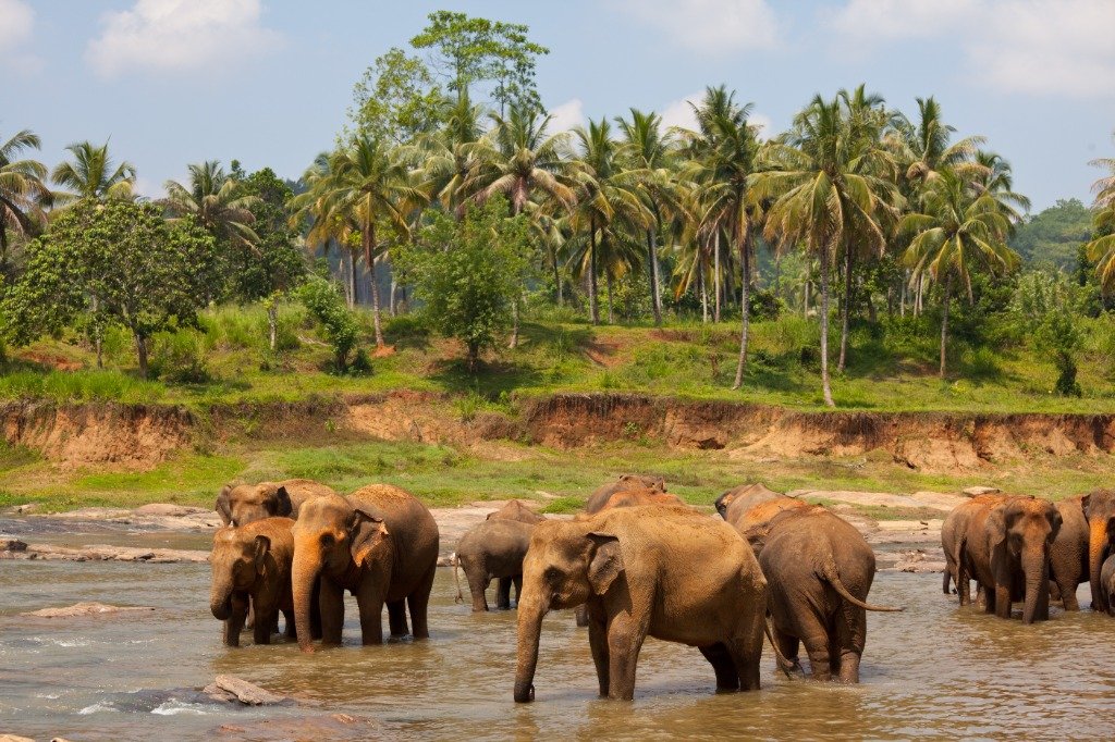 Yala, Uda Walawe ou Minneriya : Quel Safari Choisir au Sri Lanka ?